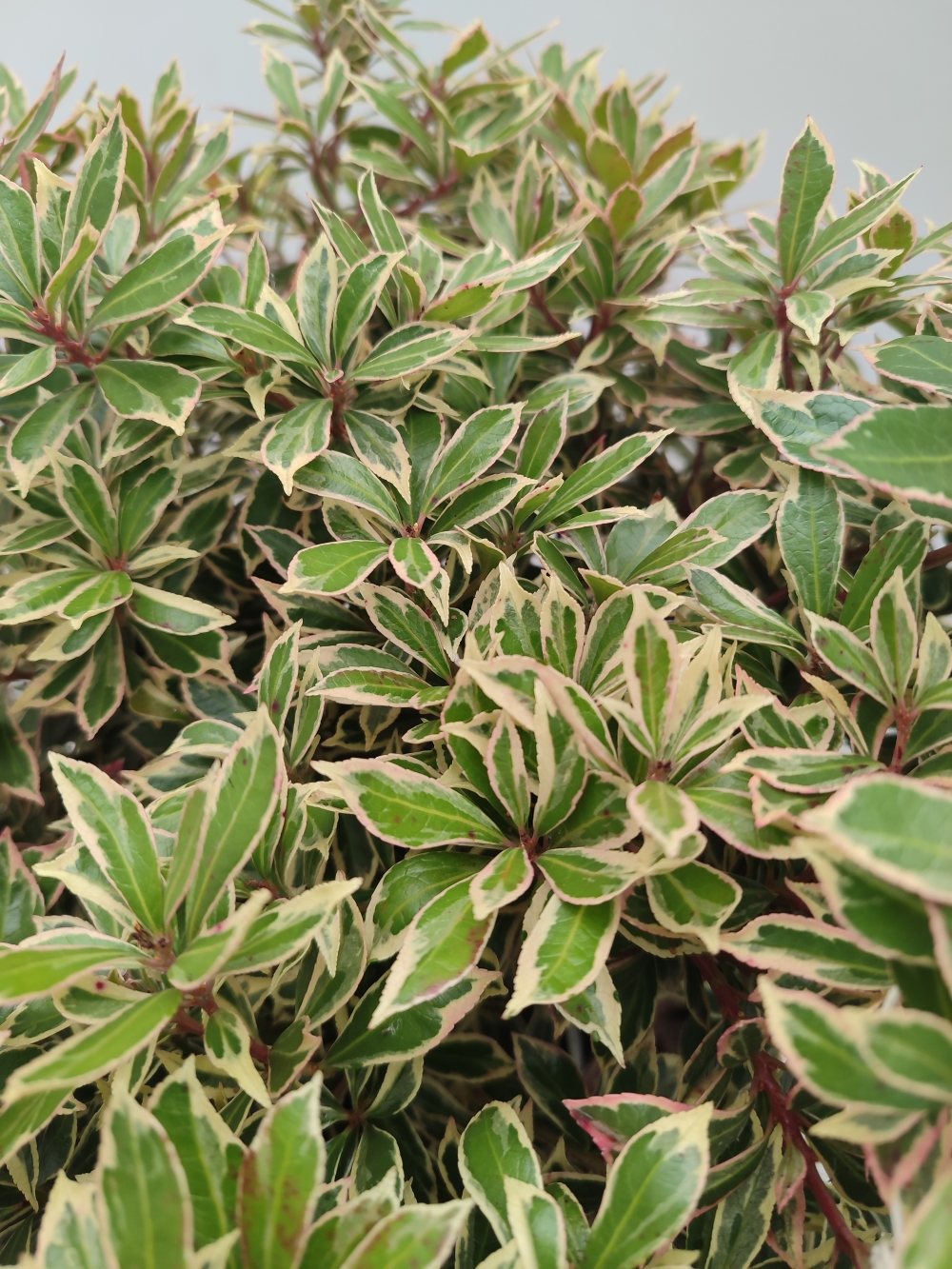 pieris dett